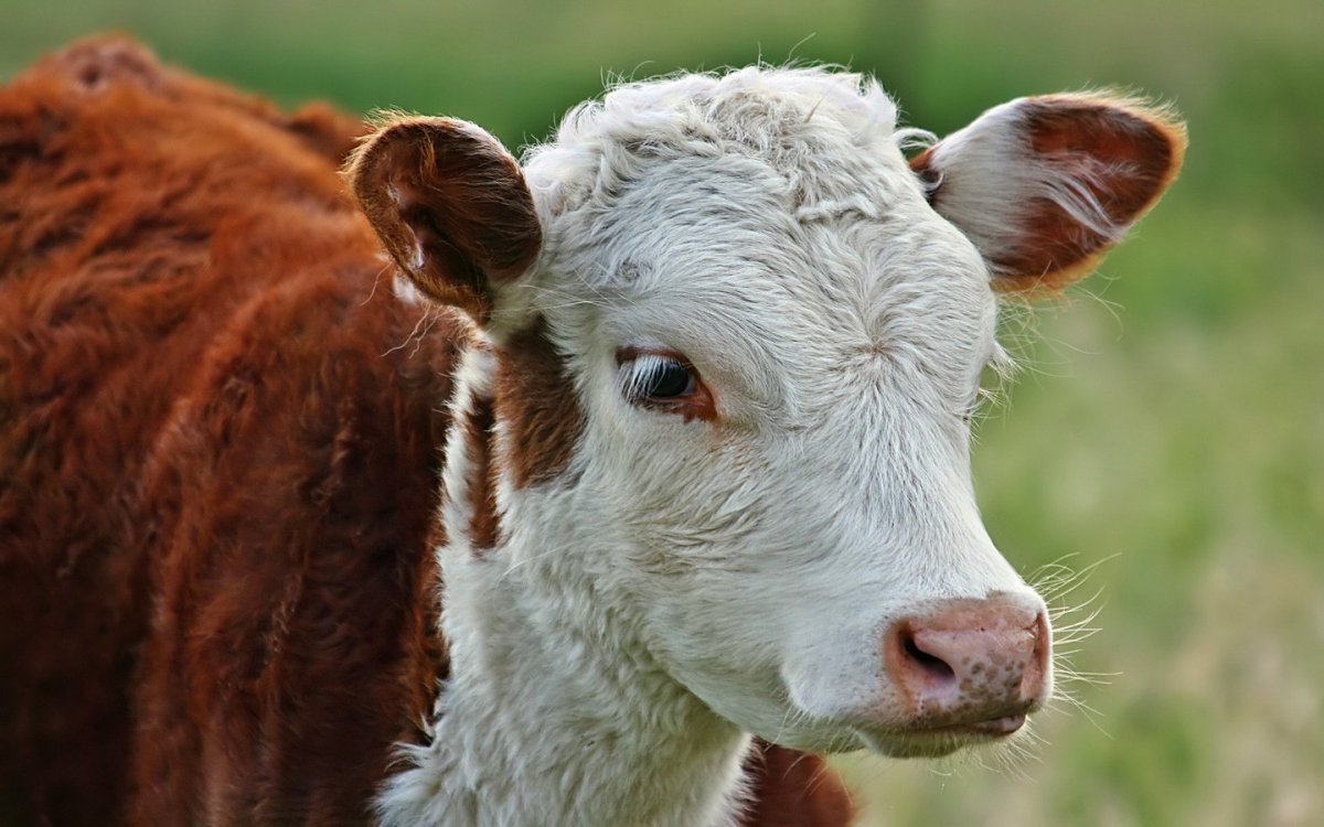 Морда коровы