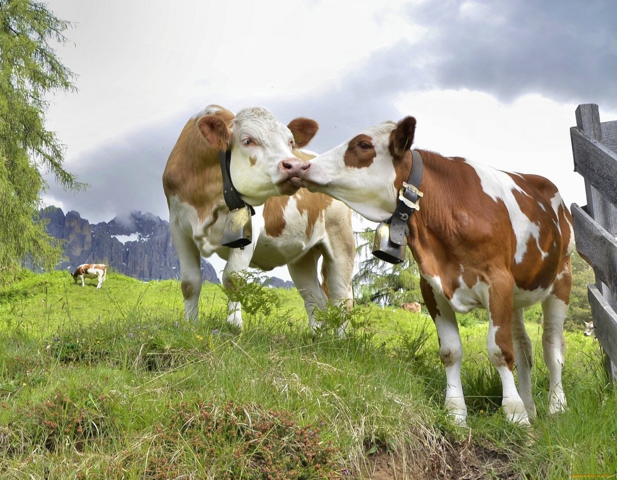 Бык на лугу