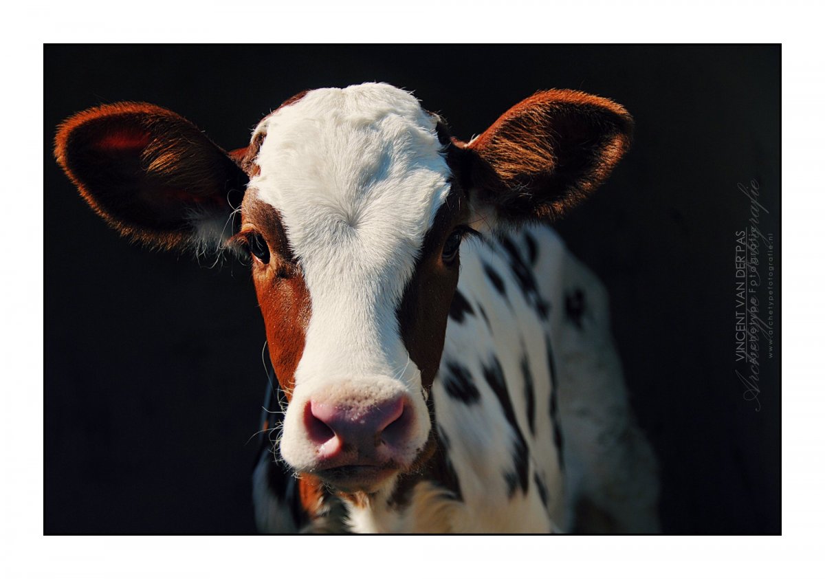 Глаза коровы