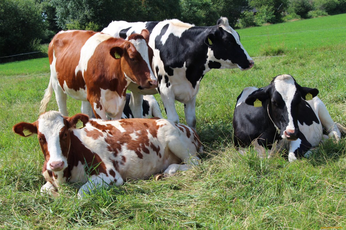 Сельскохозяйственные животные