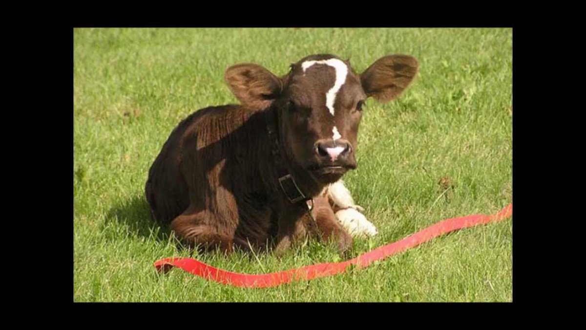 Необычная корова