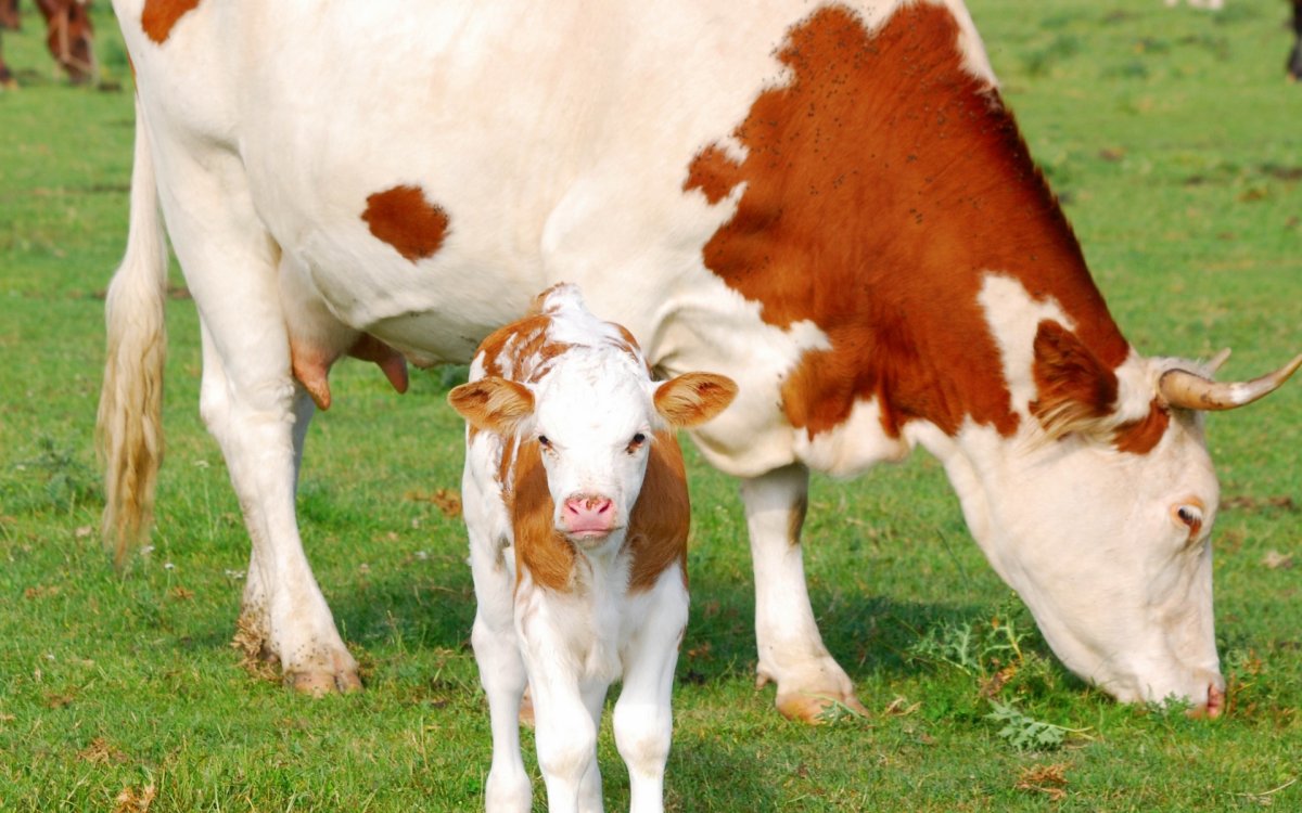 Коровы и телята
