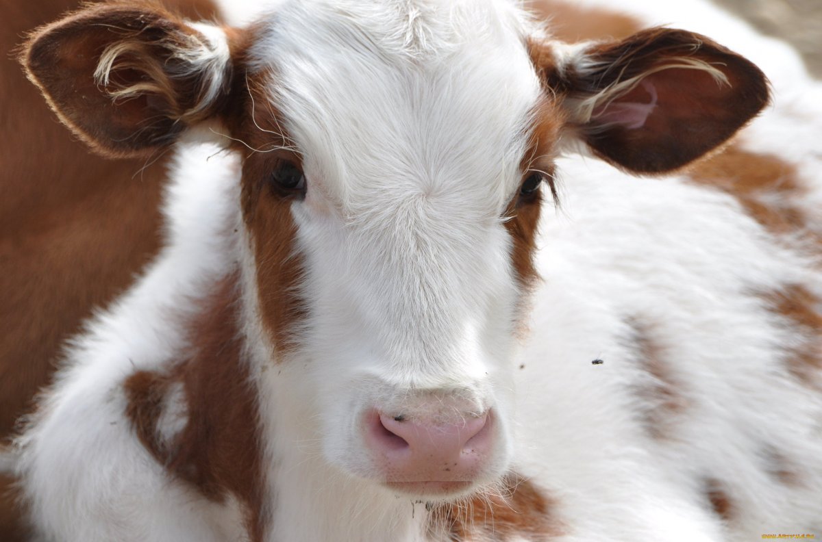 Красивый теленок