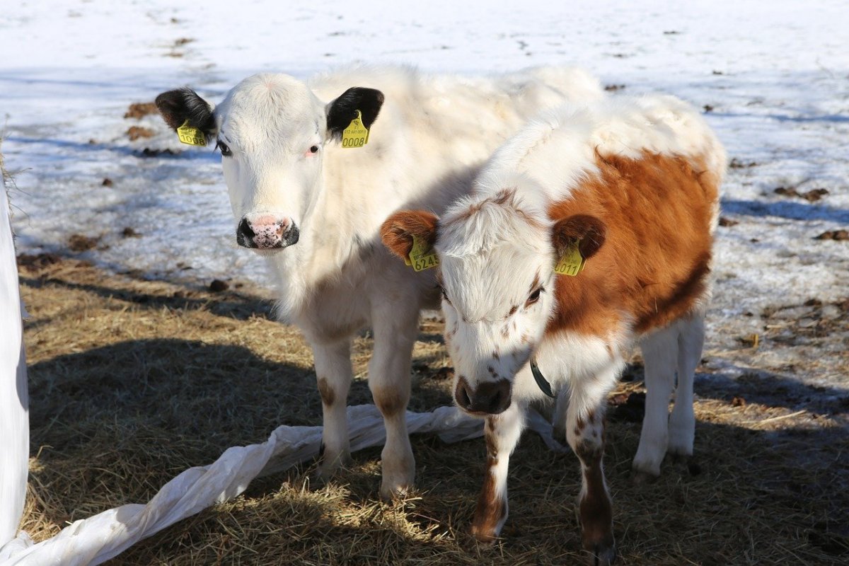 Красивые картинки Бычков