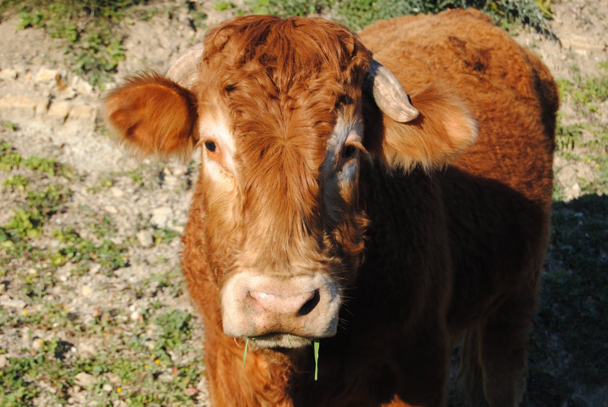 Большой теленок