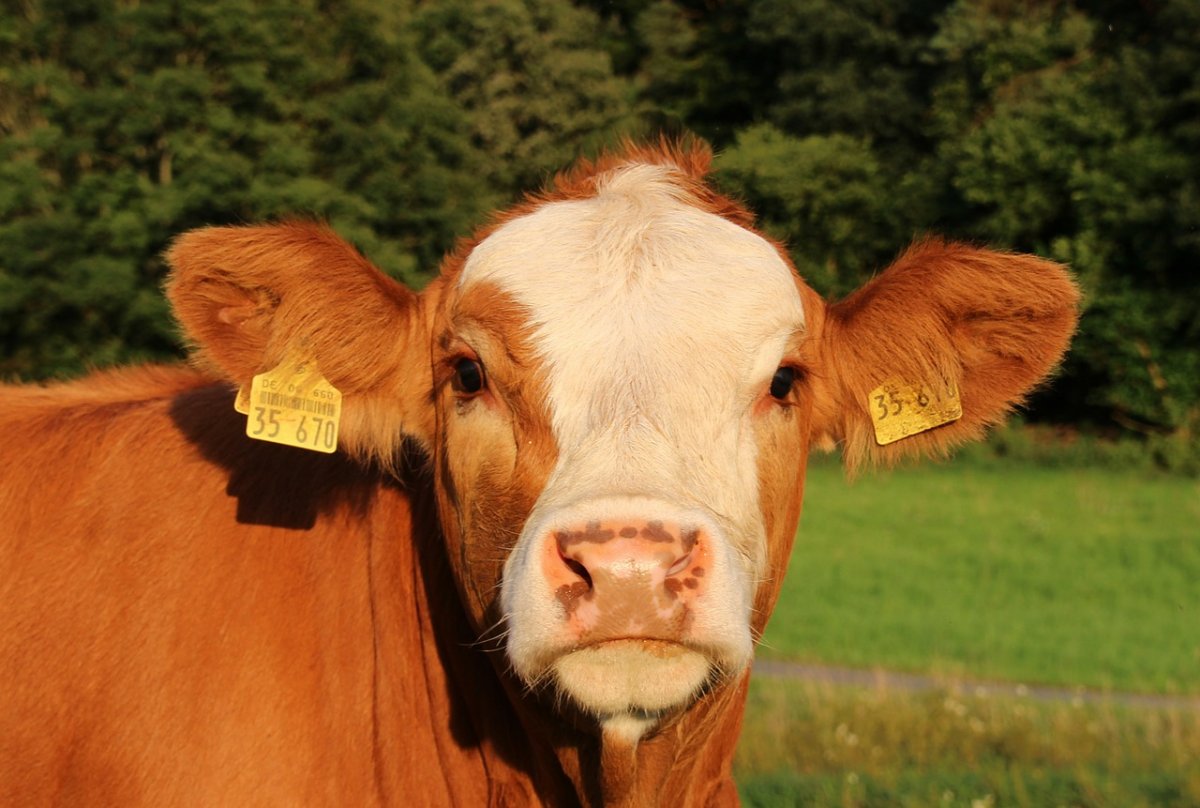 Милая корова