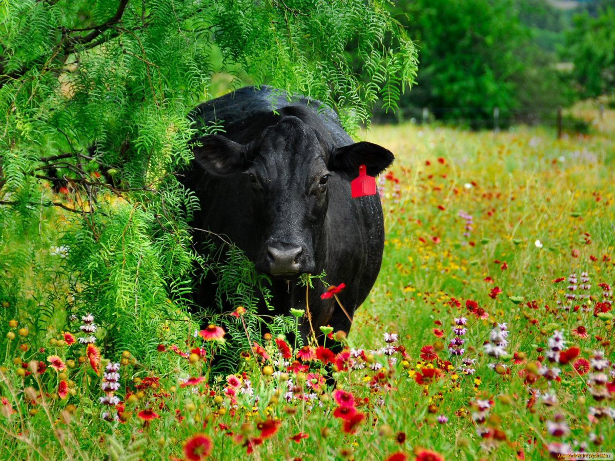 Теленок на лугу