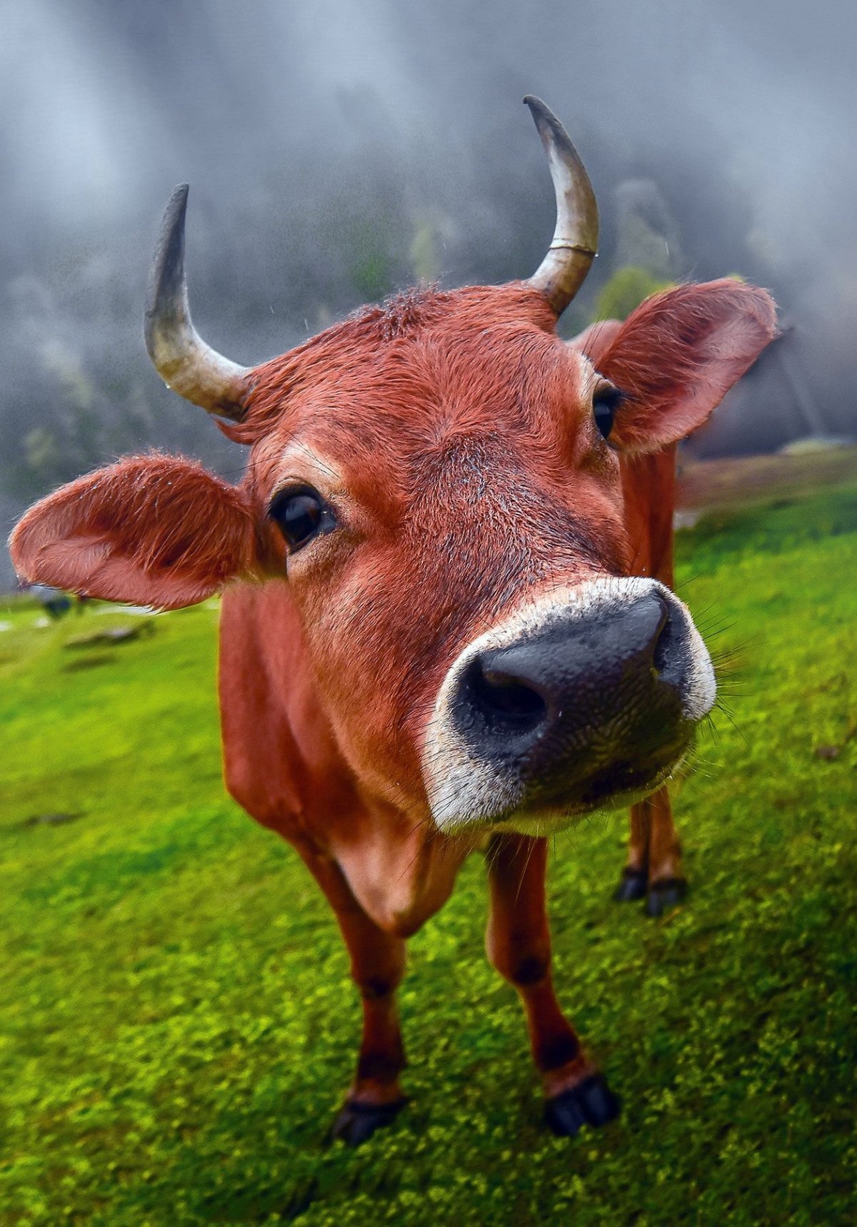 Улыбка коровы