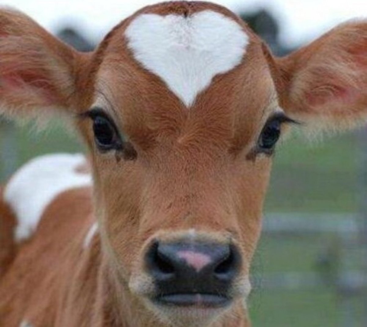 Красивые глаза коровы
