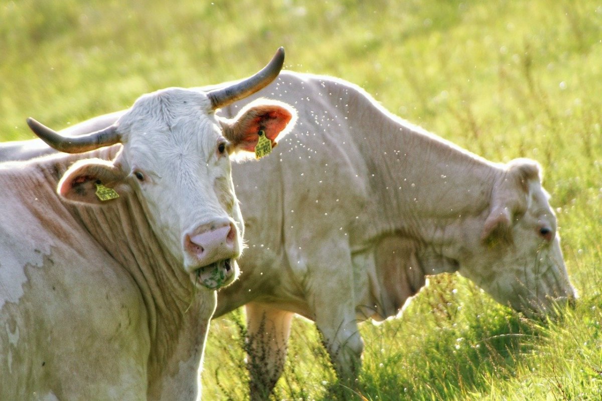 Красивый белый бык