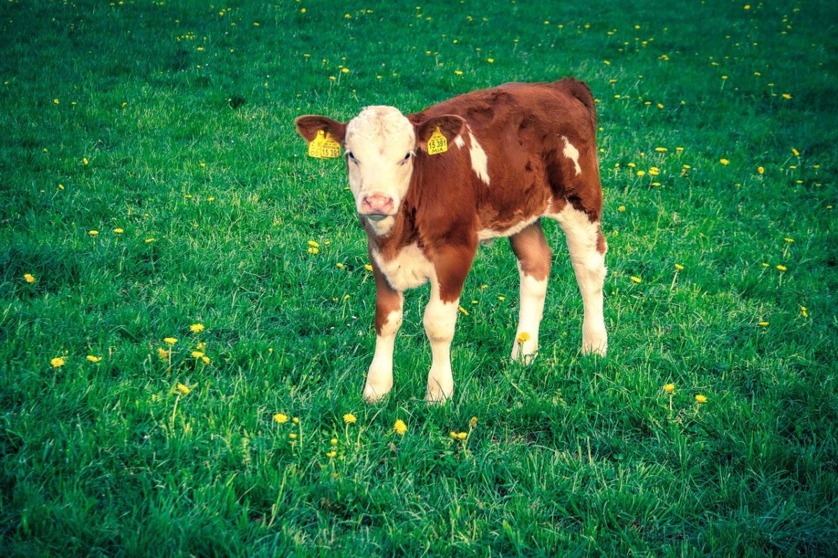 Милые телята на лугу
