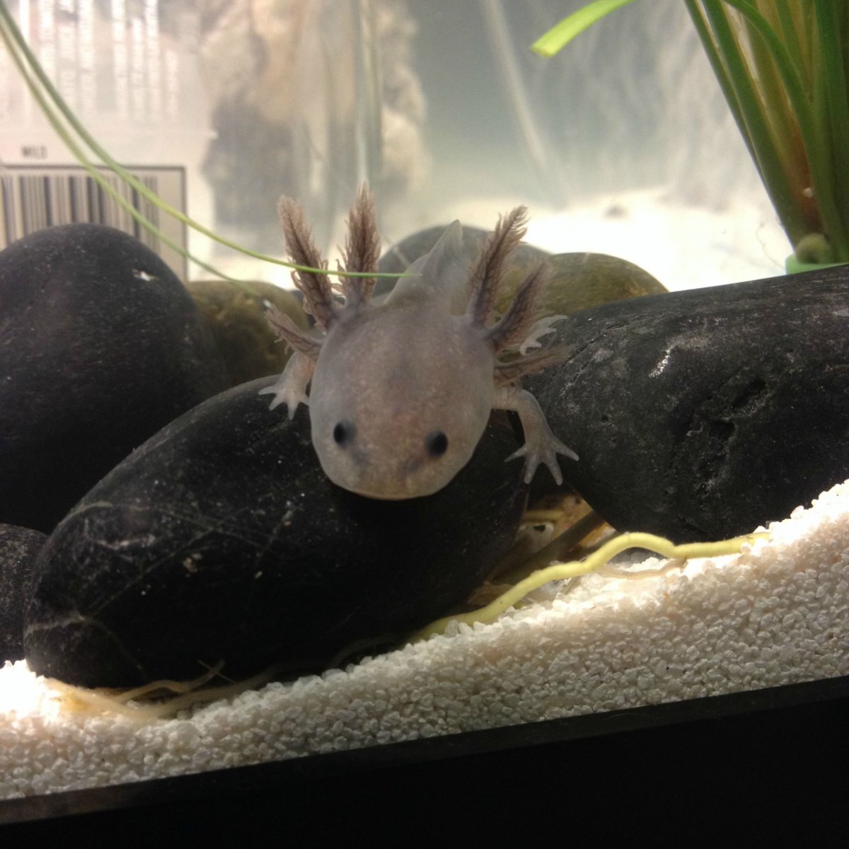 Мексиканская саламандра аксолотль