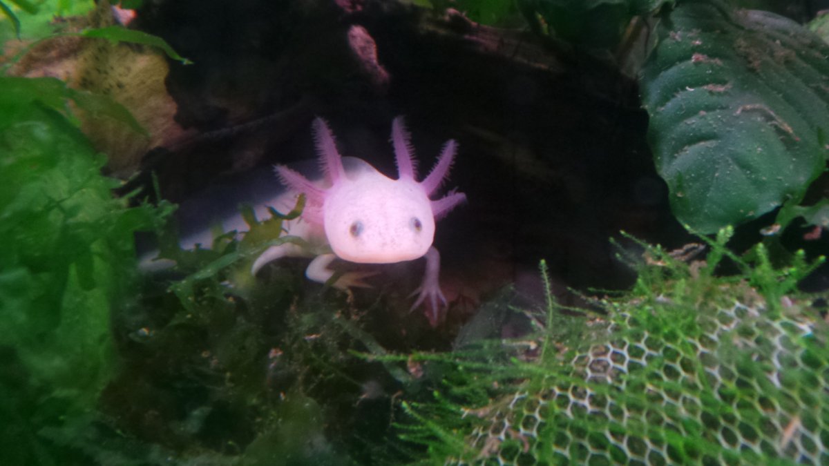 Аксолотль агатовый