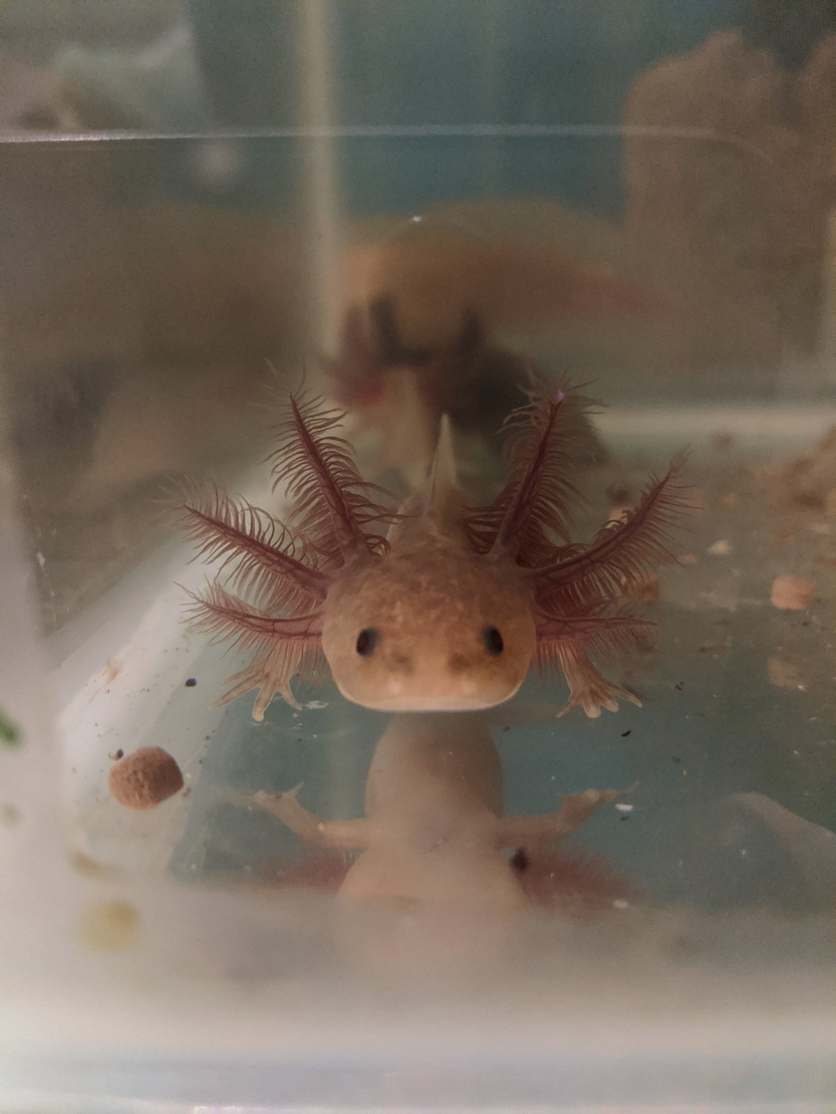 Амбистома и аксолотль