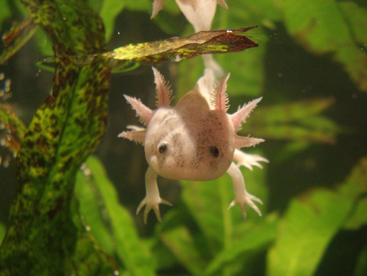 Аксолотль Пикарт