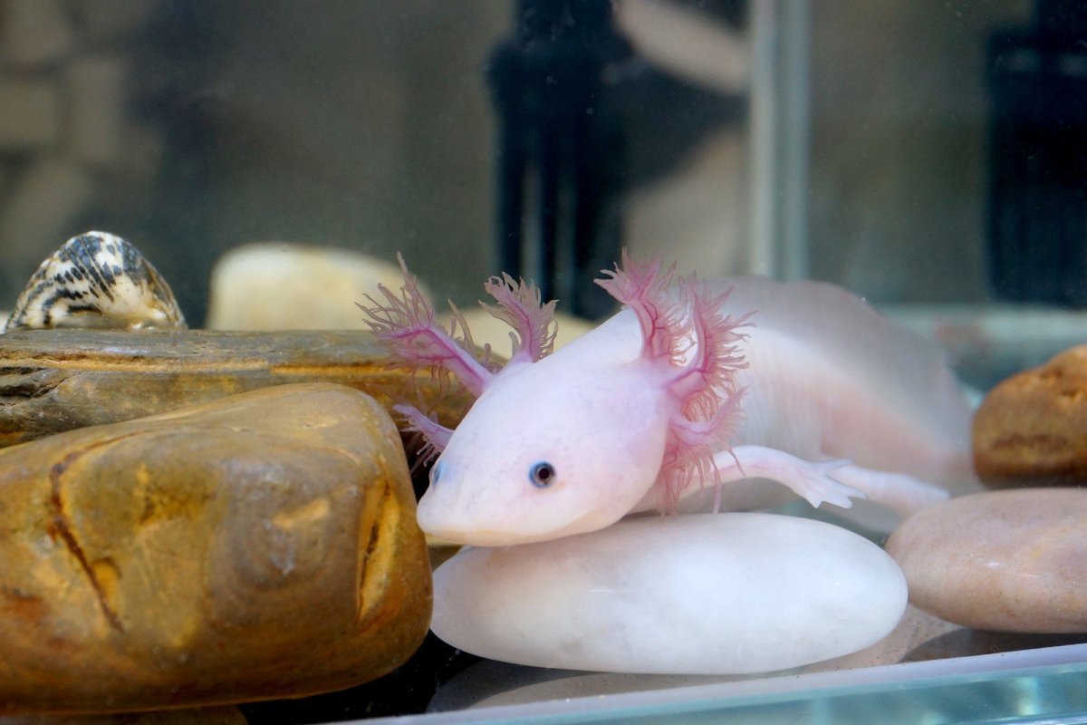 Аксолотль аксолотль