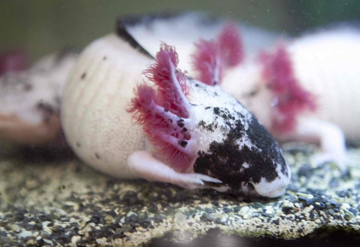 Аксолотль зеленый мятный