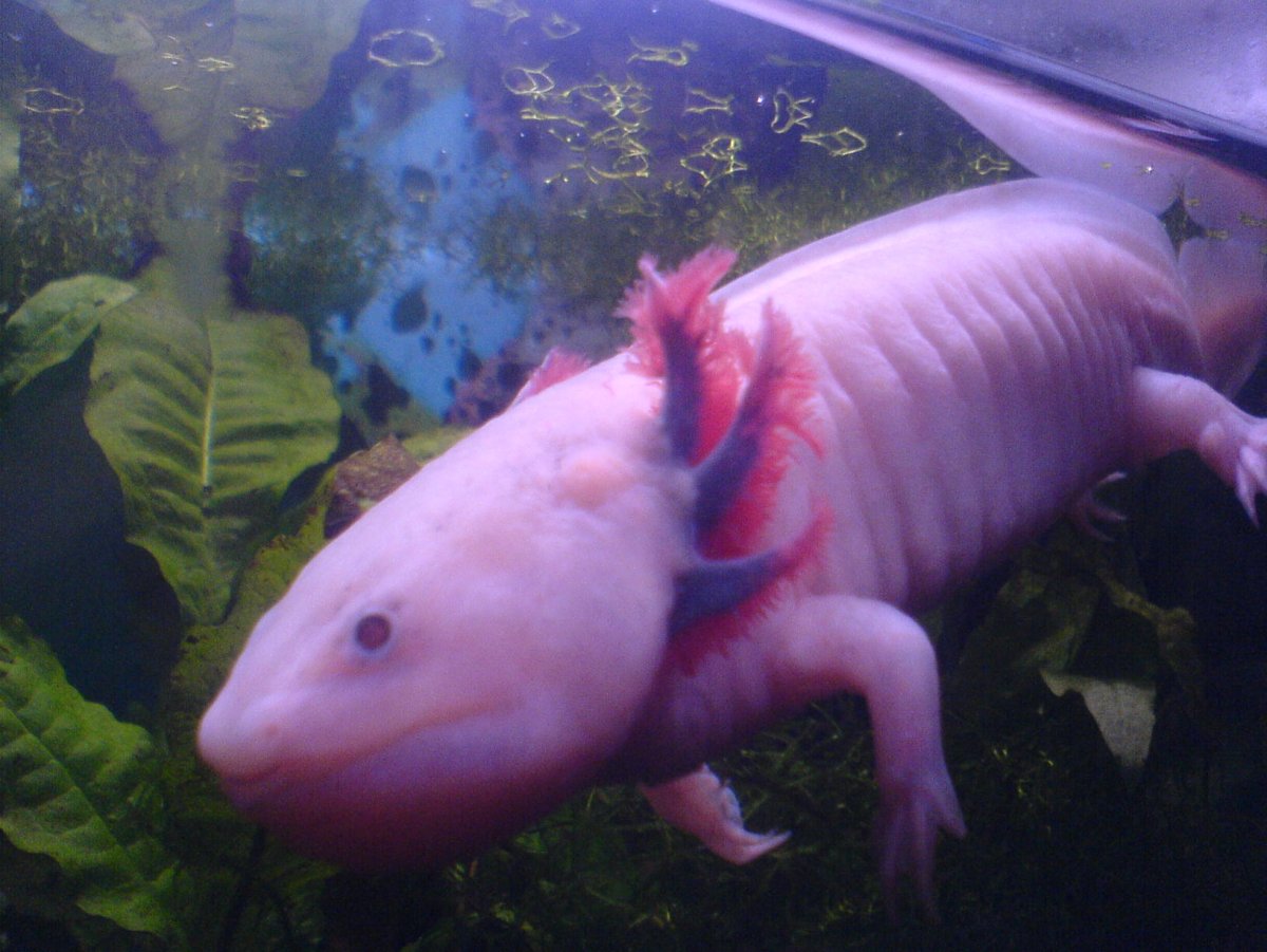 Все цвета аксолотлей в реальной жизни в кратце