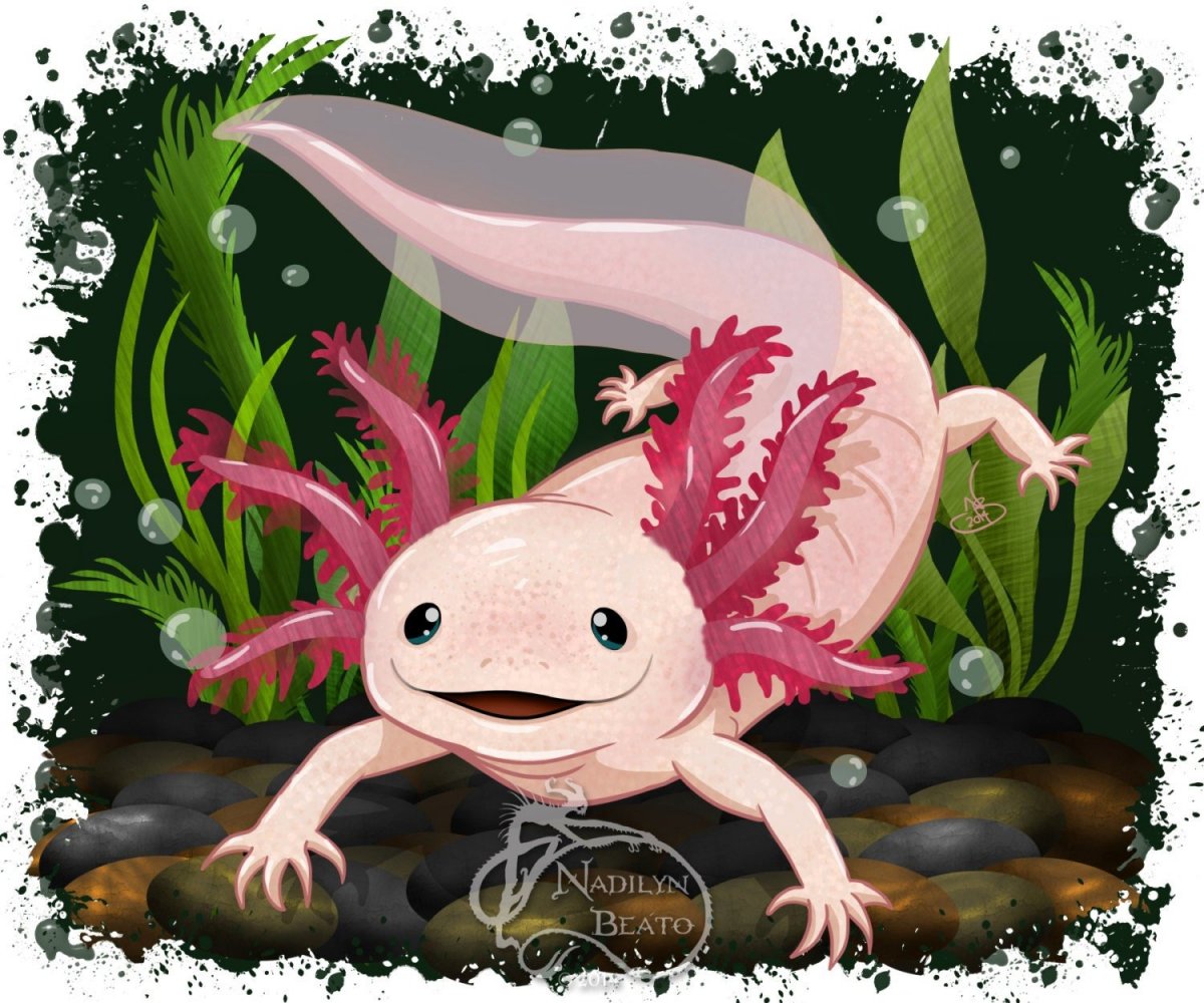 Аквариумный дракон аксолотль