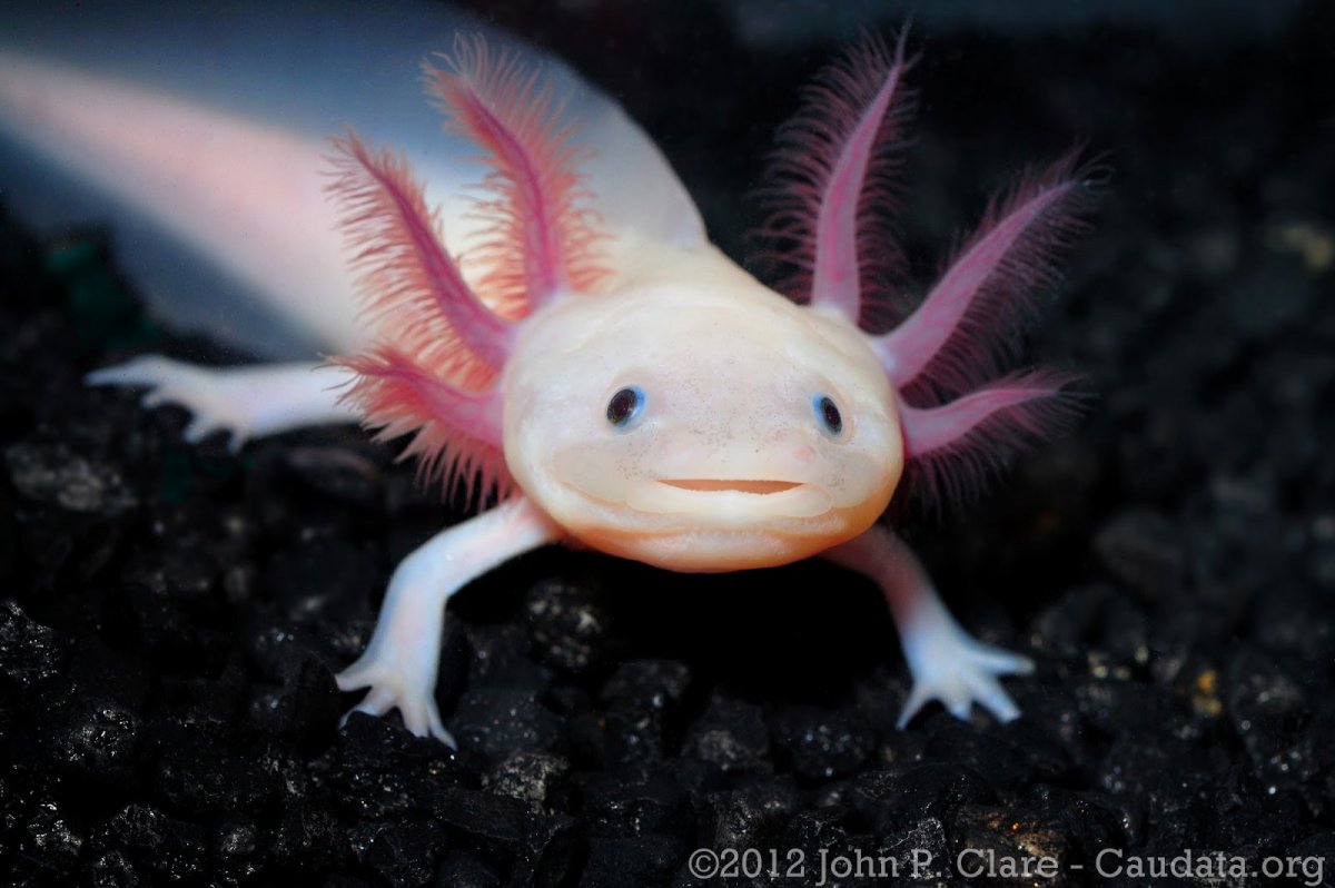 Аксолотль и иглистый Тритон