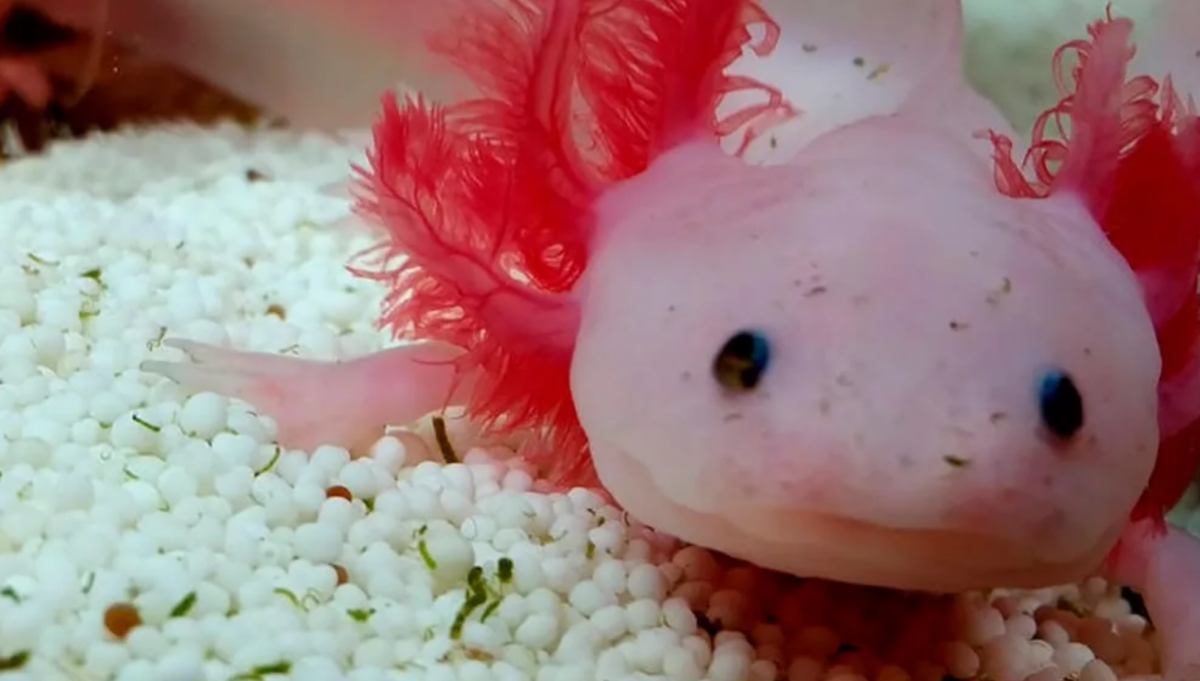 Аксолотль белый