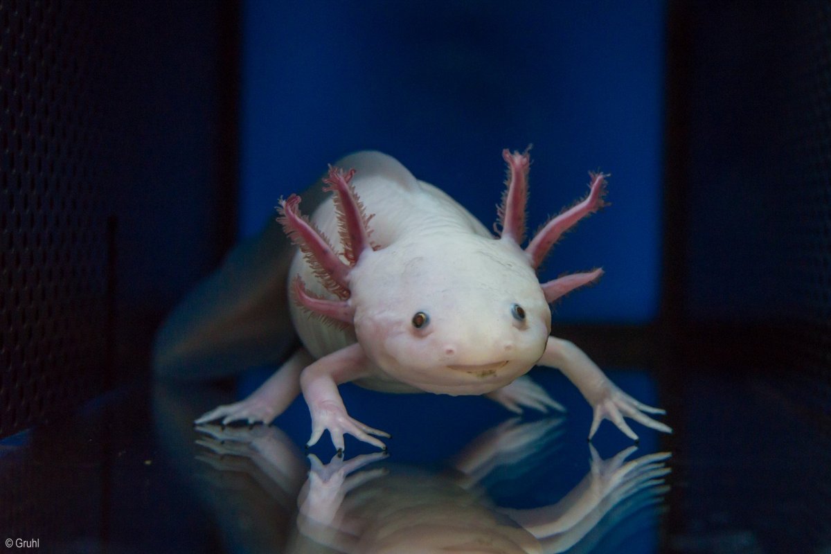 Аксолотль агатовый дракон