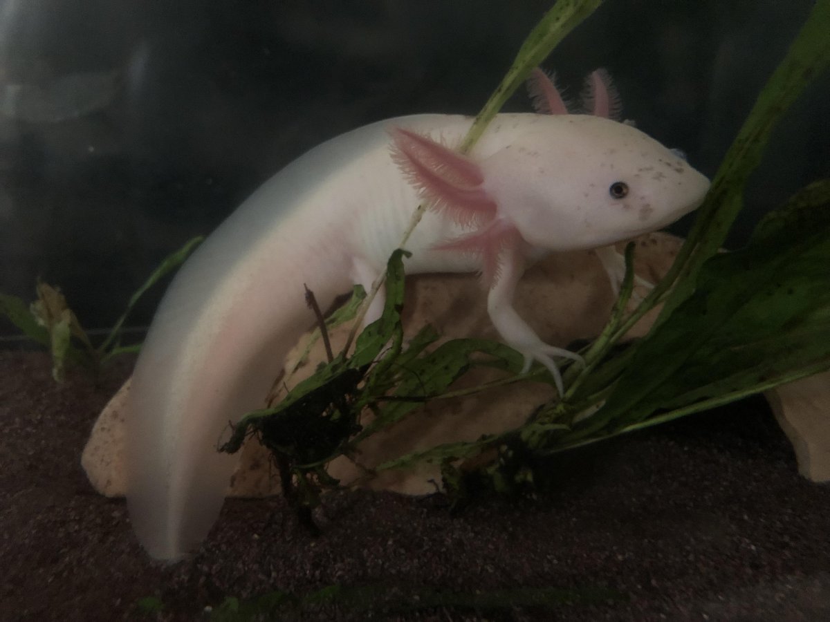 Аксолотль Ацтеки