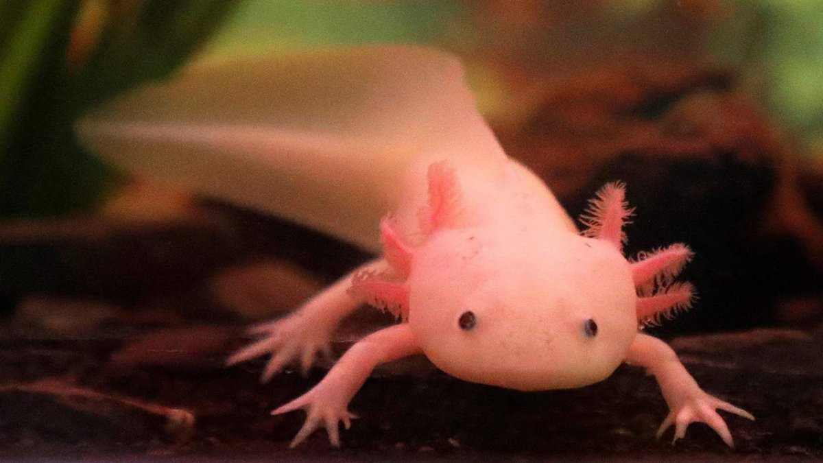 Аксолотль оранжевый