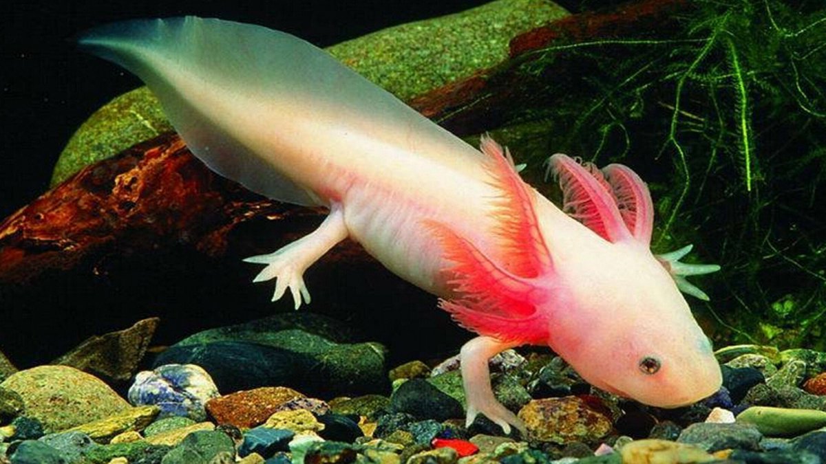 Настоящий аксолотль