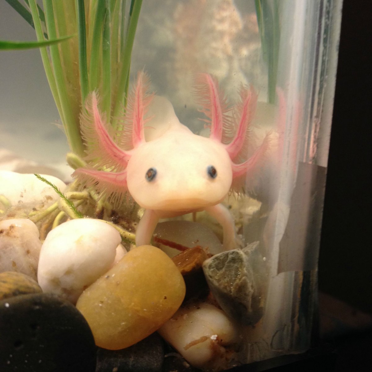 Аквариумный дракон аксолотль