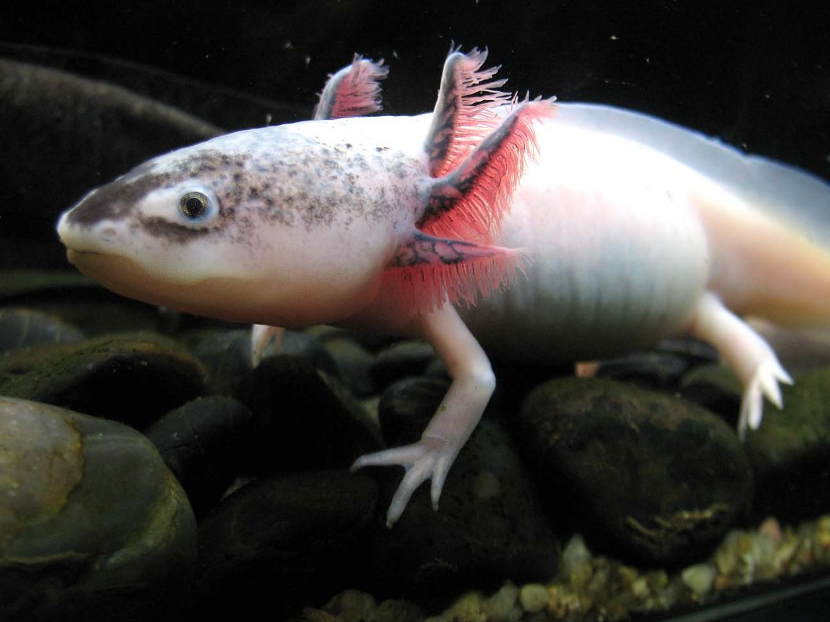 Leosco аксолотль