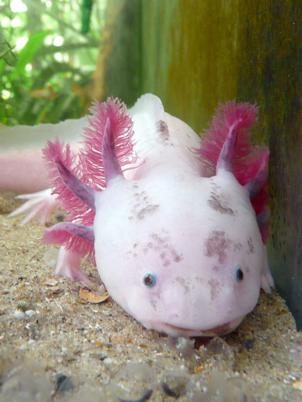 Мексиканская саламандра аксолотль светящийся