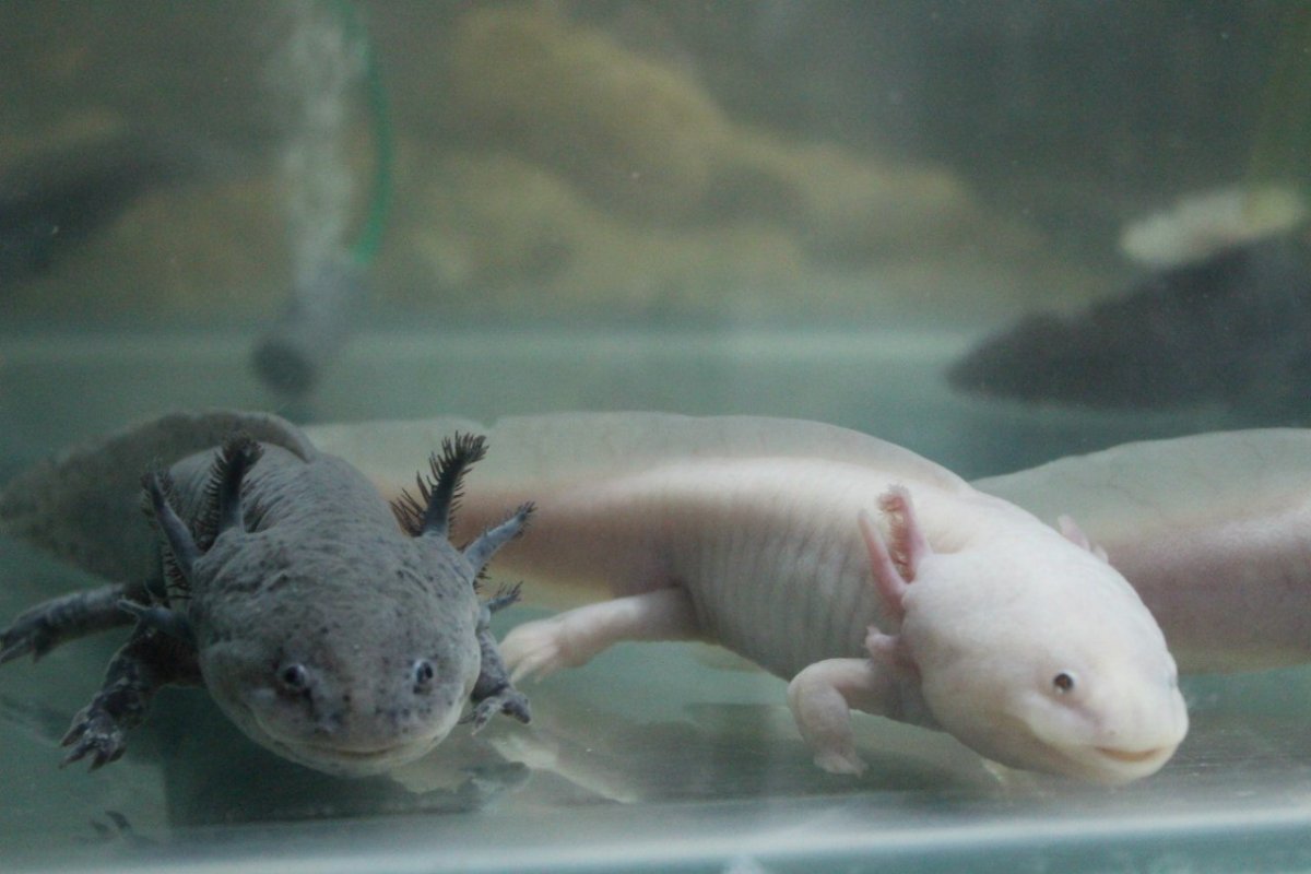 Аксолотль оранжевый