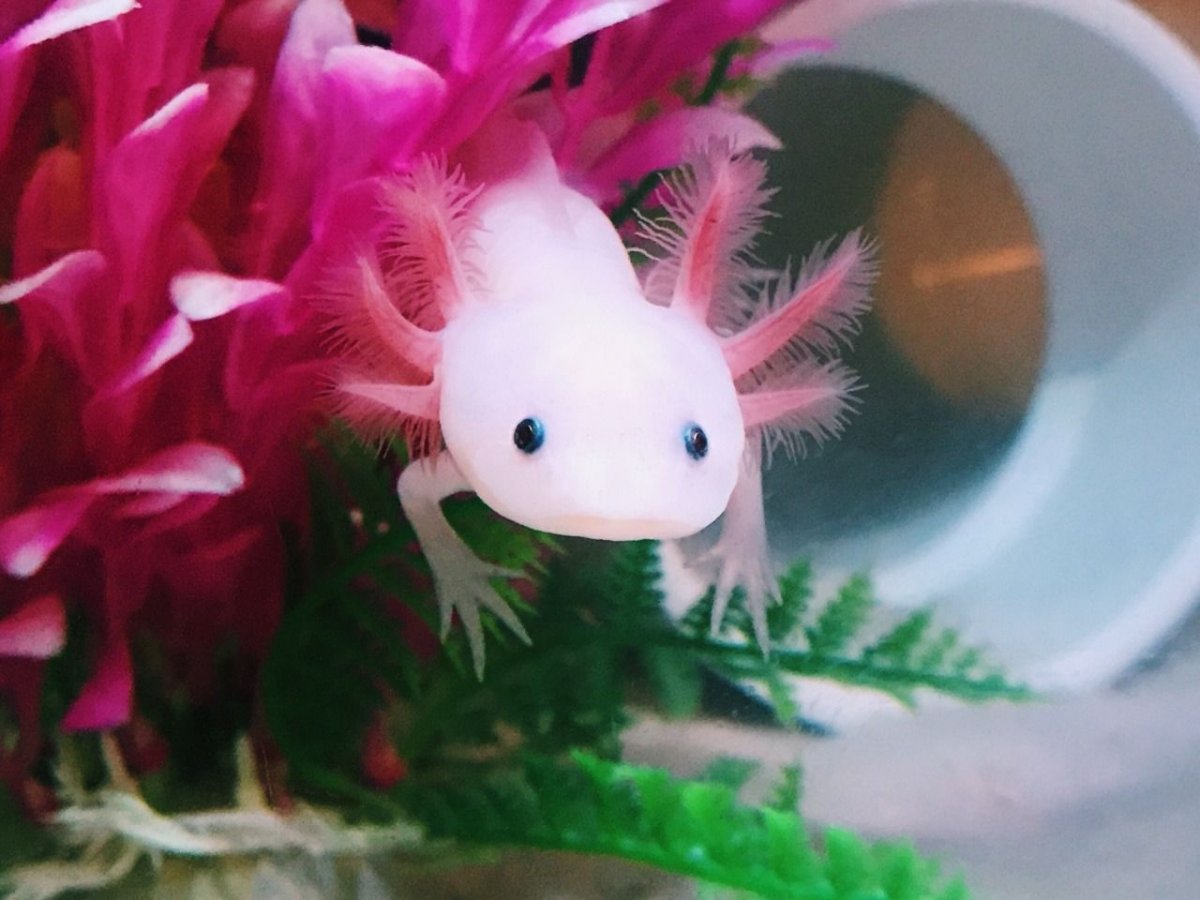 Аксолотль взрослая особь