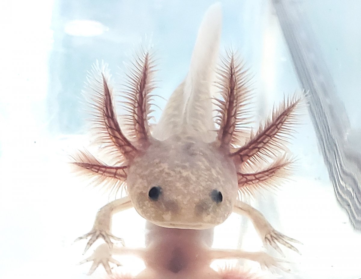 Мексиканская саламандра аксолотль прозрачный светящийся