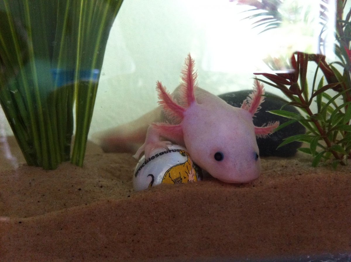 Аксолотль альбинос