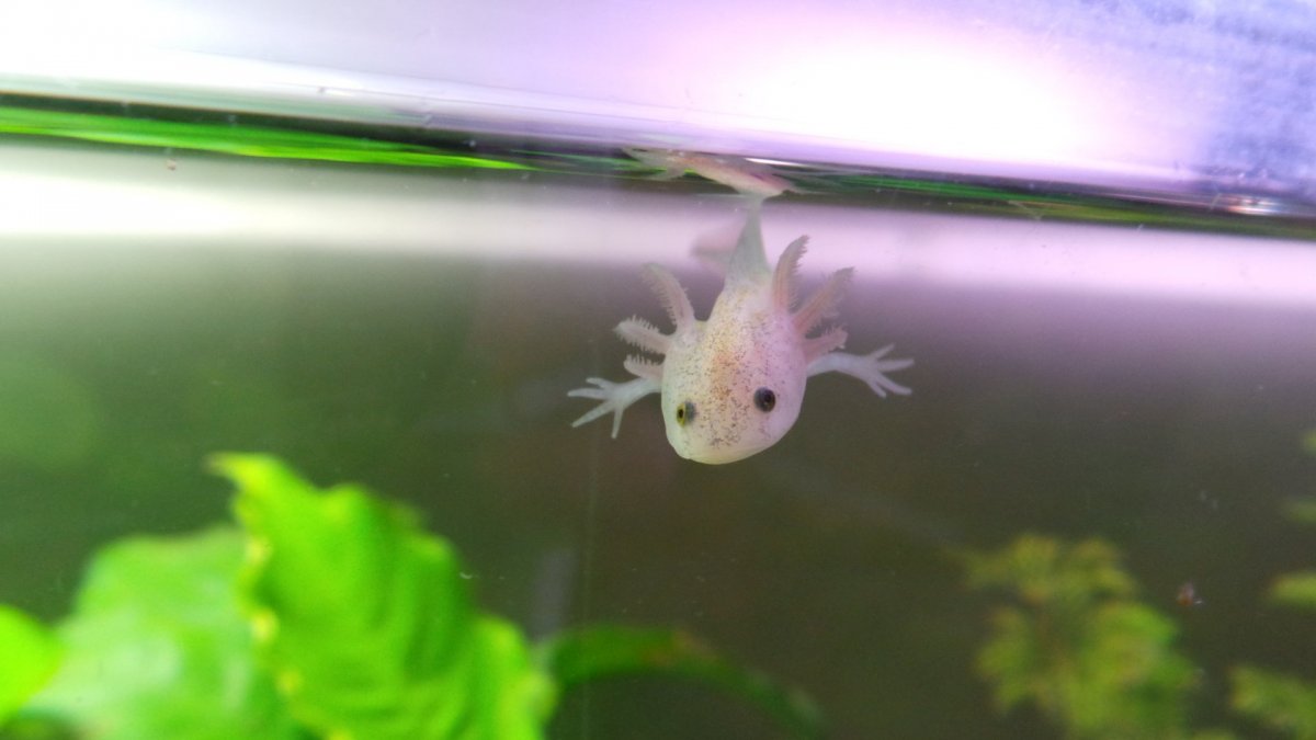 Аксолотль лунный