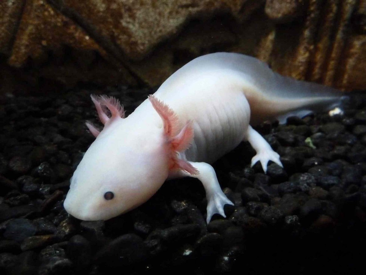Аксолотль Рофляная