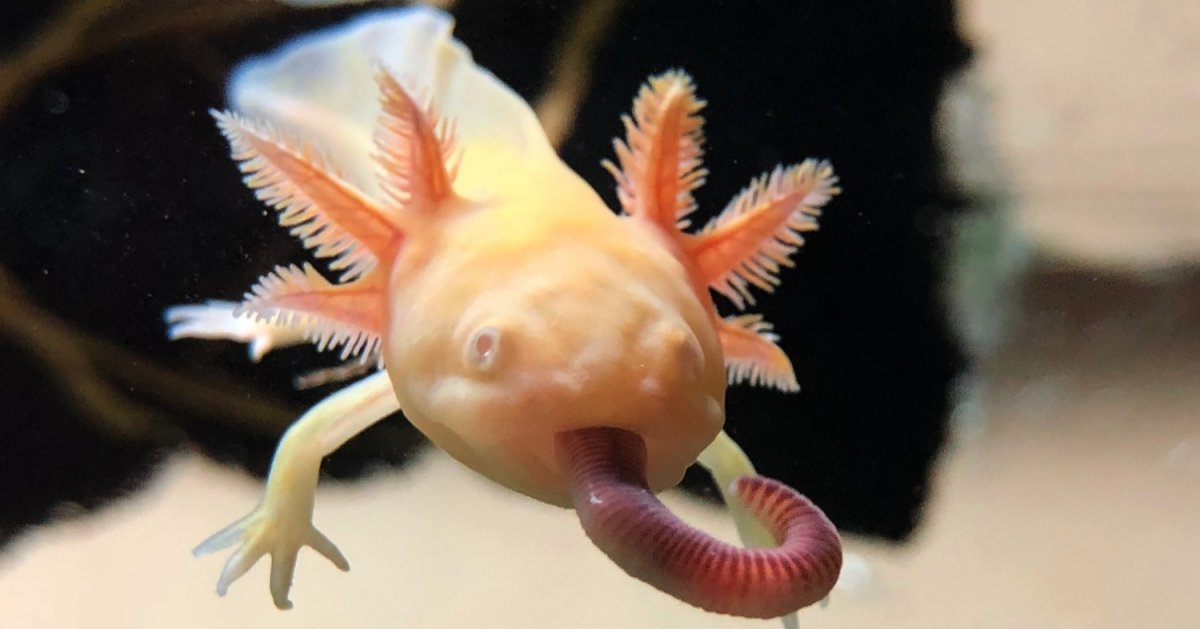 Аквариумная рыбка аксолотль