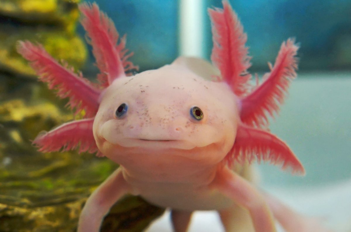 Амфибия аксолотль