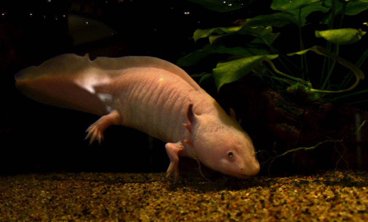 Саламандра аксолотль