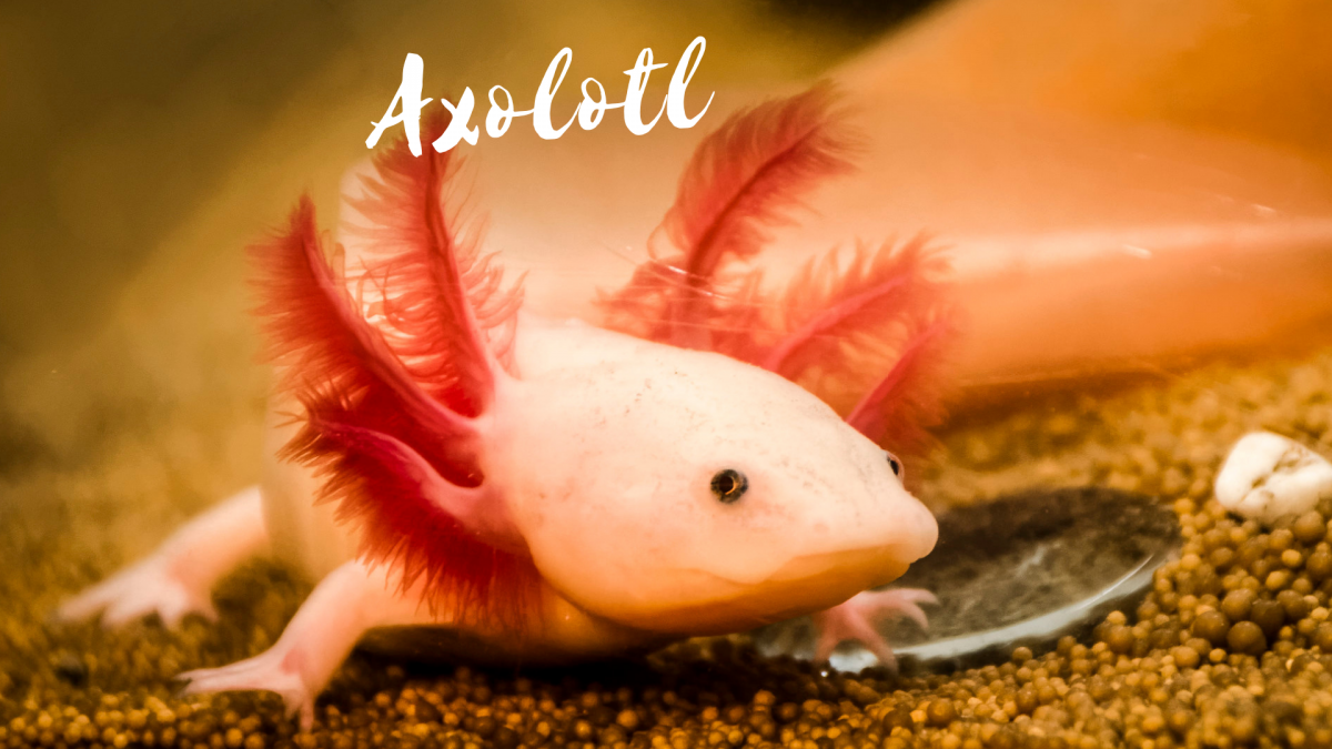 Аксолотль хвост