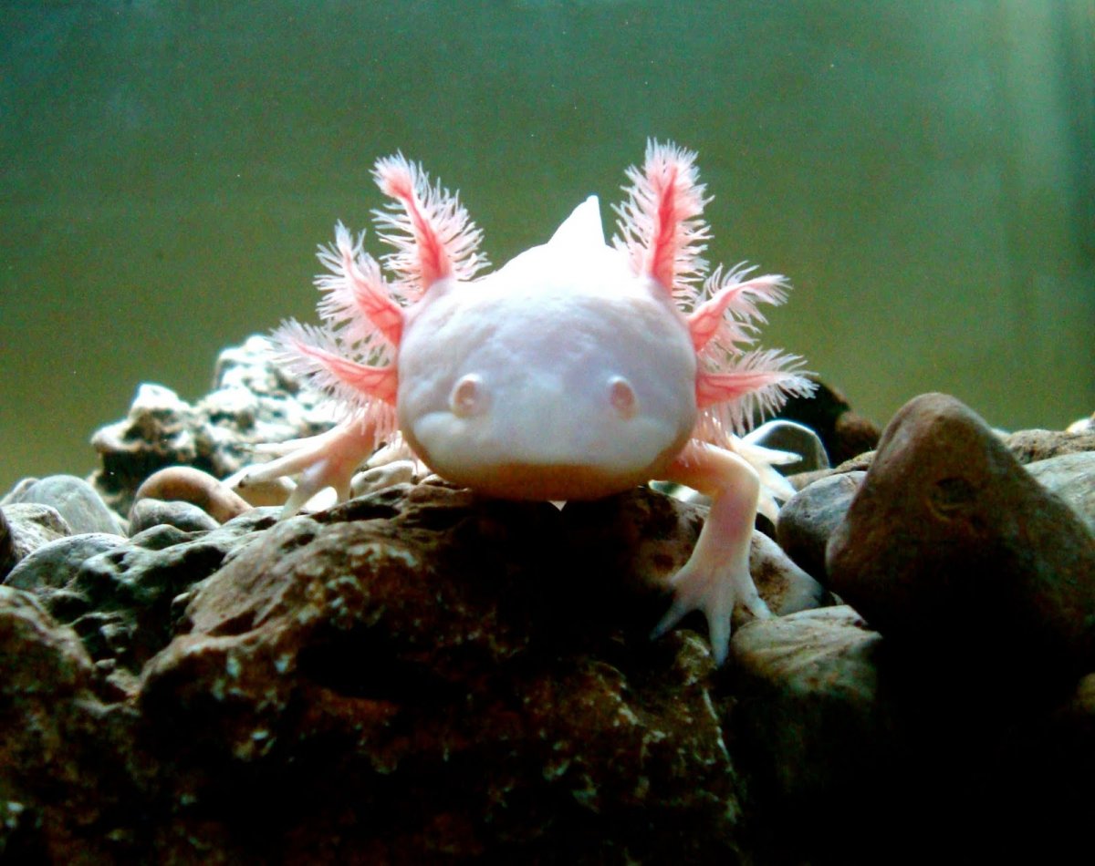 Аксолотль Милослав