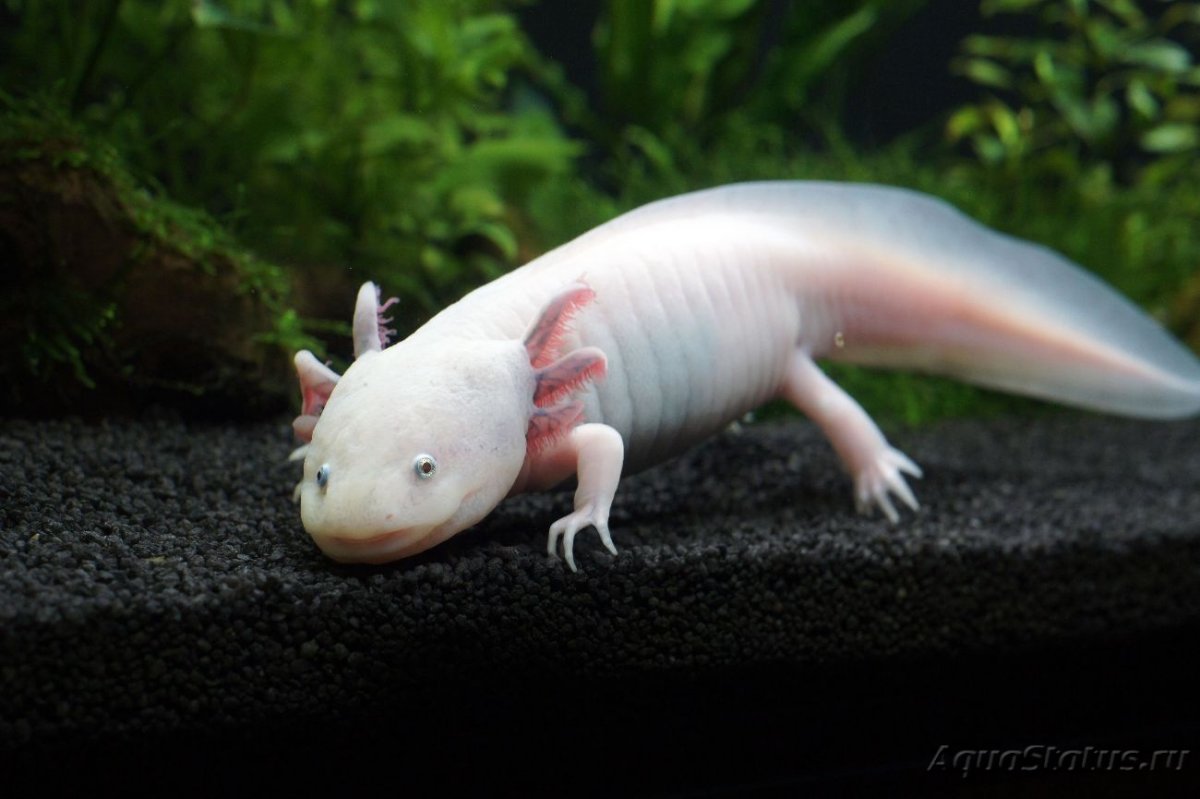Аквариумная рыбка аксолотль маленький
