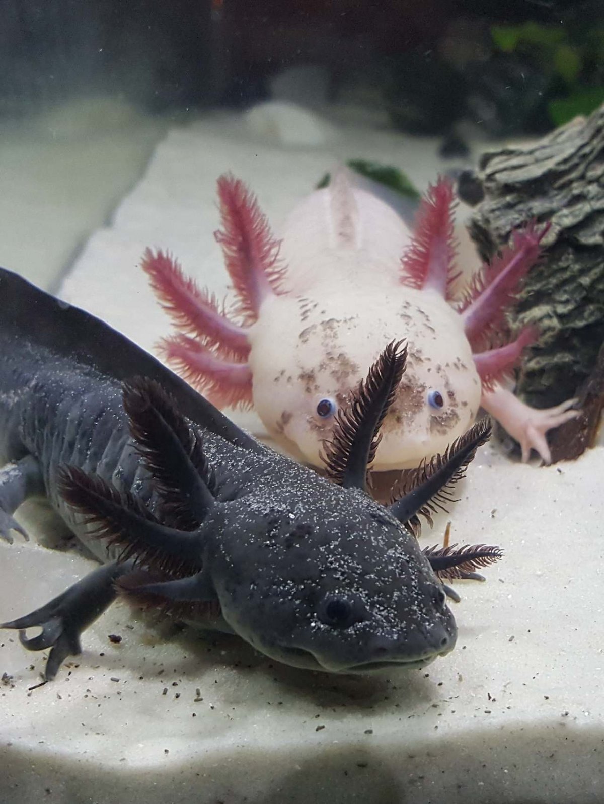 Аксолотль фото