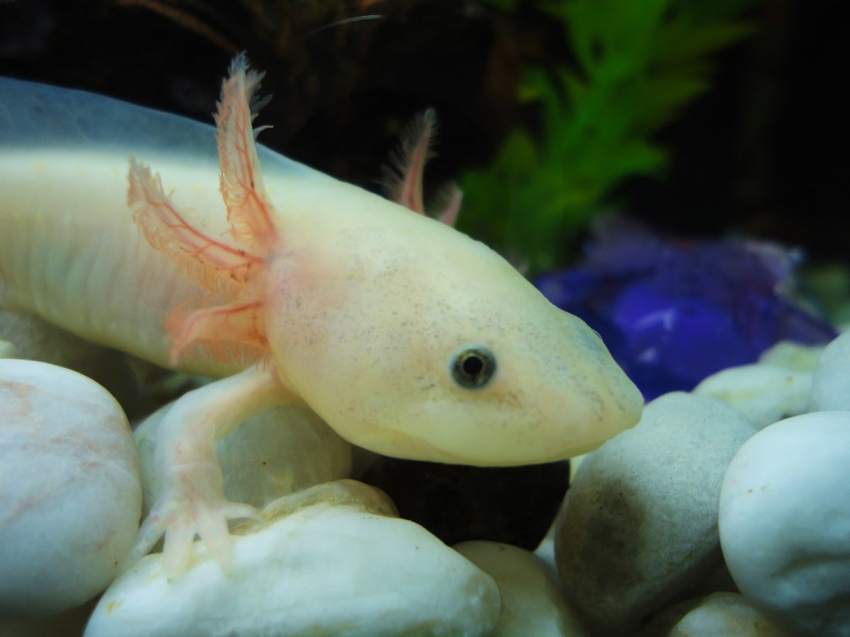 Аксолотль мексиканской амбистомы