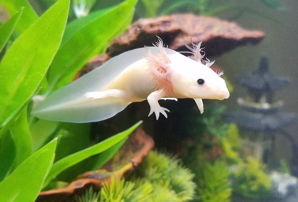 Аксолотль ареал