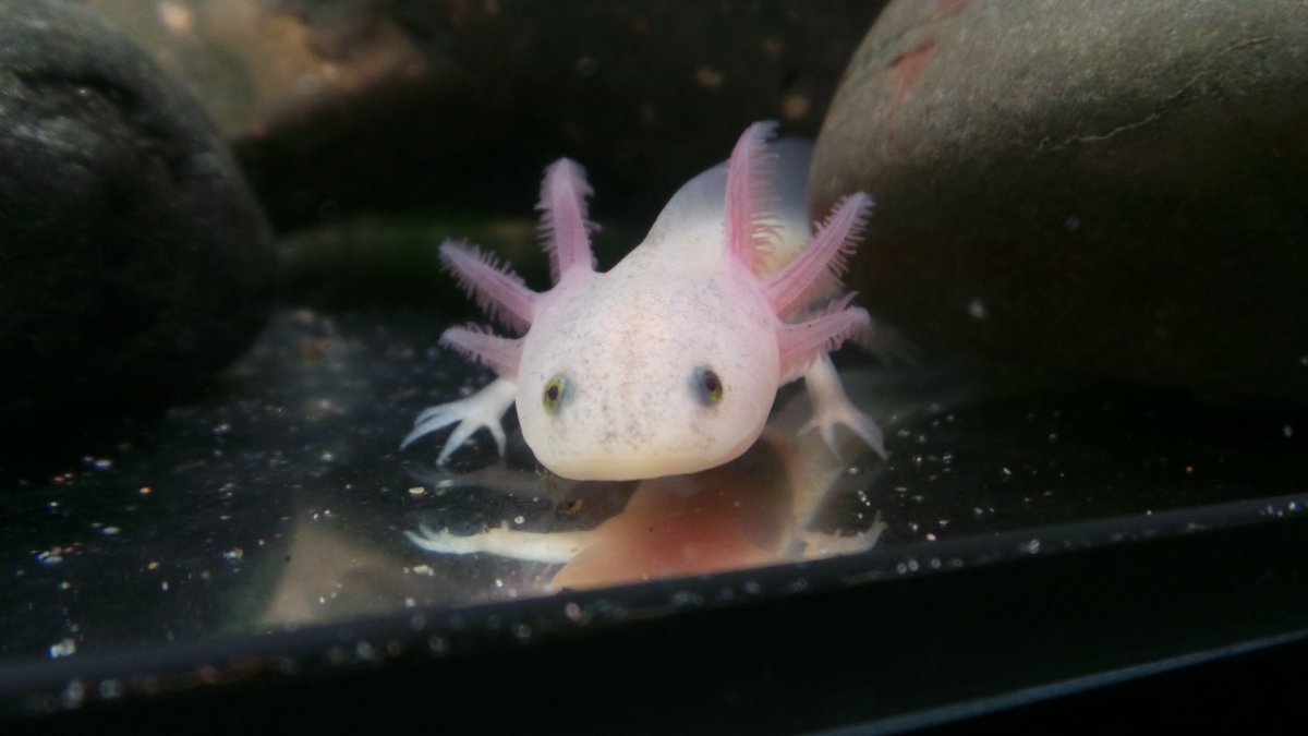Саламандра аксолотль