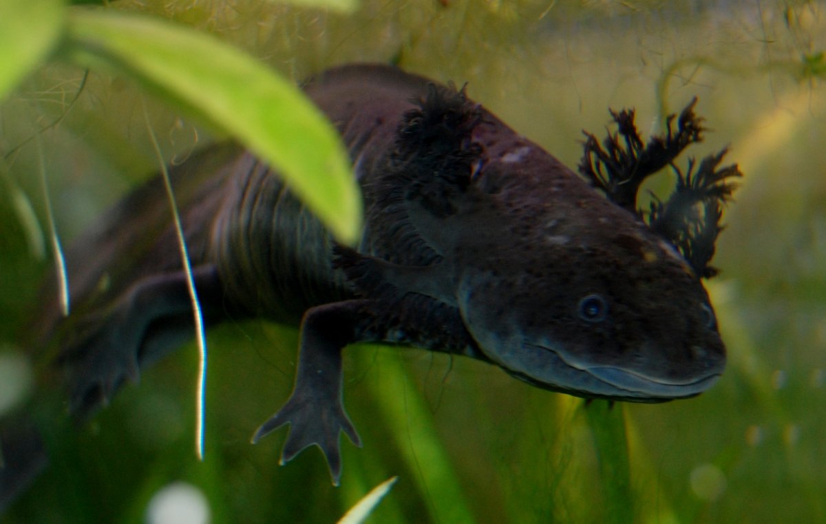 Аксолотль окрасы