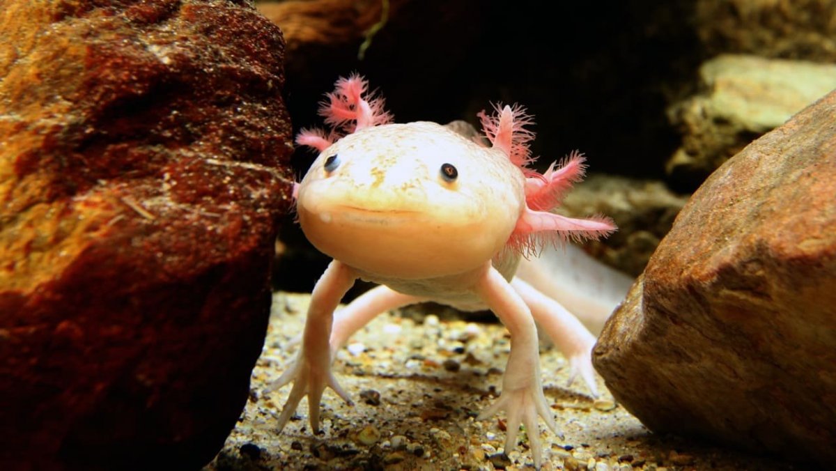Аксолотль Лунтик